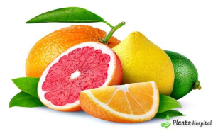 Citrus and Depression: How Oranges Can Lift Your Mood