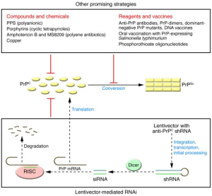 Prion Disease Treatment: Hope from Innovative Research