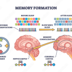 Memory Formation: Groundbreaking Insights from Harvard Researchers