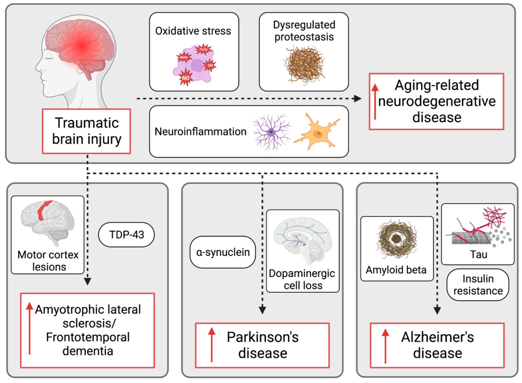 Neurodegenerative Disease Research: Beth Stevens’ Insights