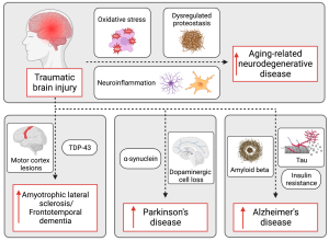 Neurodegenerative Disease Research: Beth Stevens’ Insights